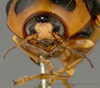 Media type: image; Entomology 9292   Aspect: head frontal view